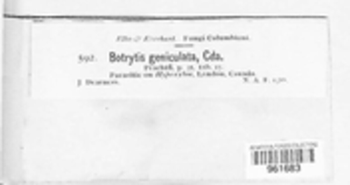 Conoplea geniculata image
